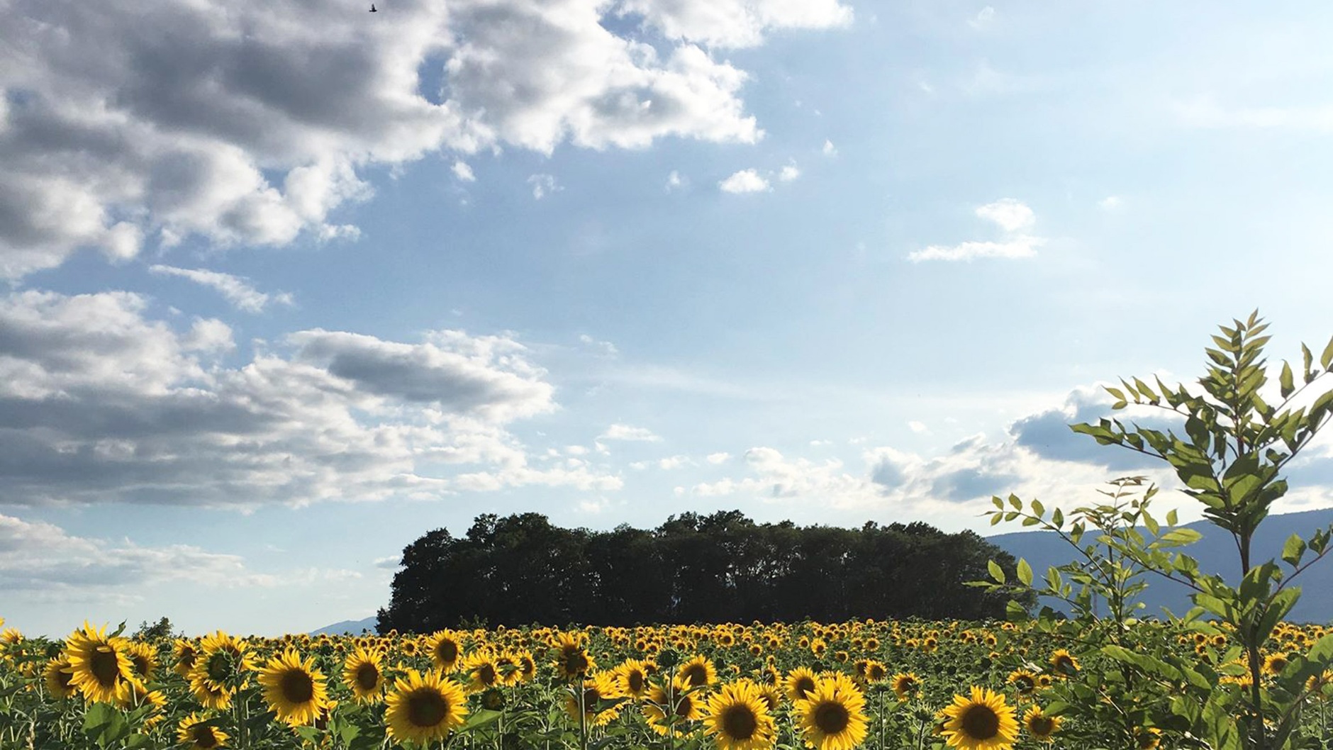 Sommerpause beim RFV Basel © 2019 Chrigel Fisch